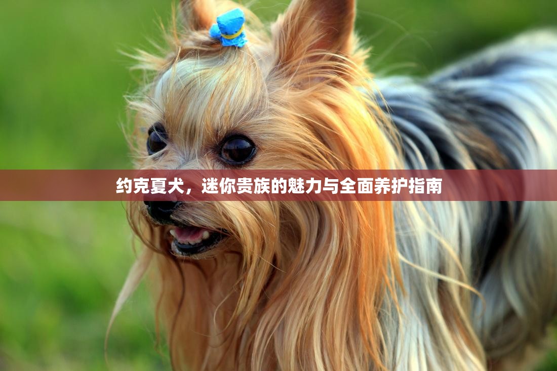 約克夏犬，迷你貴族的魅力與全面養(yǎng)護(hù)指南
