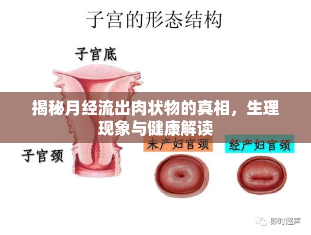 揭秘月經(jīng)流出肉狀物的真相，生理現(xiàn)象與健康解讀