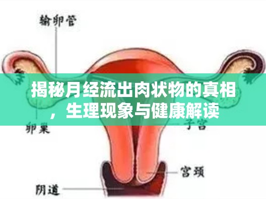 揭秘月經(jīng)流出肉狀物的真相，生理現(xiàn)象與健康解讀