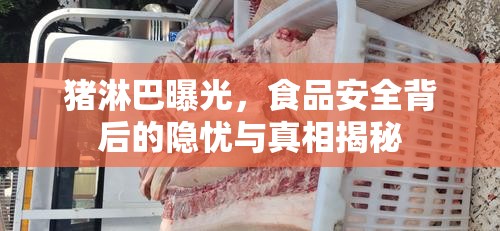 豬淋巴曝光，食品安全背后的隱憂與真相揭秘