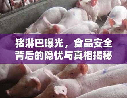 豬淋巴曝光，食品安全背后的隱憂與真相揭秘