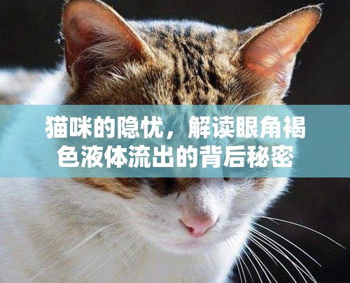 貓咪的隱憂，解讀眼角褐色液體流出的背后秘密