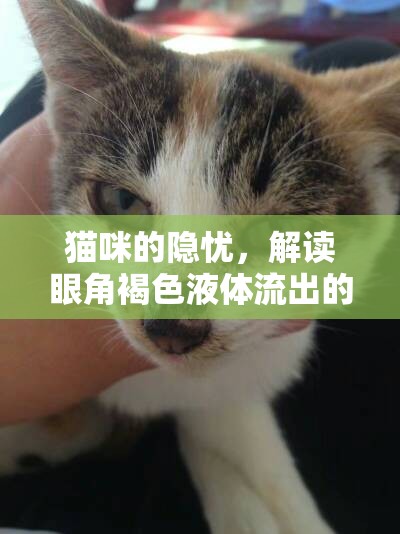 貓咪的隱憂，解讀眼角褐色液體流出的背后秘密