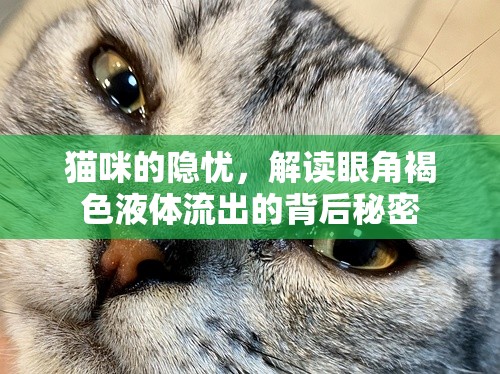 貓咪的隱憂，解讀眼角褐色液體流出的背后秘密