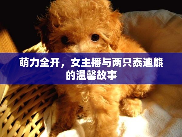 萌力全開，女主播與兩只泰迪熊的溫馨故事