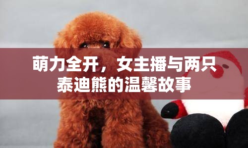 萌力全開，女主播與兩只泰迪熊的溫馨故事