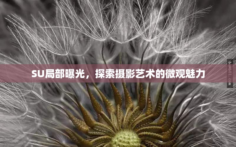 SU局部曝光，探索攝影藝術(shù)的微觀魅力