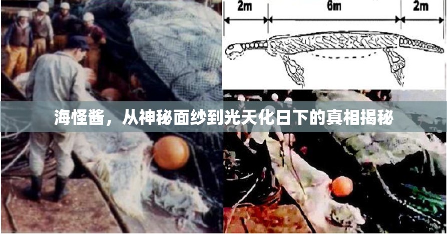 海怪醬，從神秘面紗到光天化日下的真相揭秘