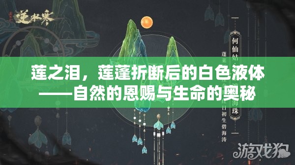 蓮之淚，蓮蓬折斷后的白色液體——自然的恩賜與生命的奧秘