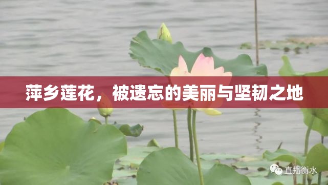 萍鄉(xiāng)蓮花，被遺忘的美麗與堅韌之地