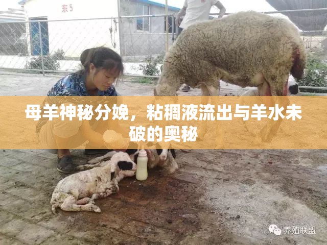 母羊神秘分娩，粘稠液流出與羊水未破的奧秘