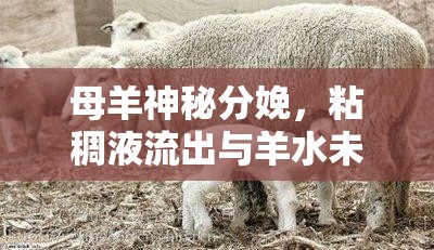 母羊神秘分娩，粘稠液流出與羊水未破的奧秘