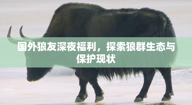 國(guó)外狼友深夜福利，探索狼群生態(tài)與保護(hù)現(xiàn)狀