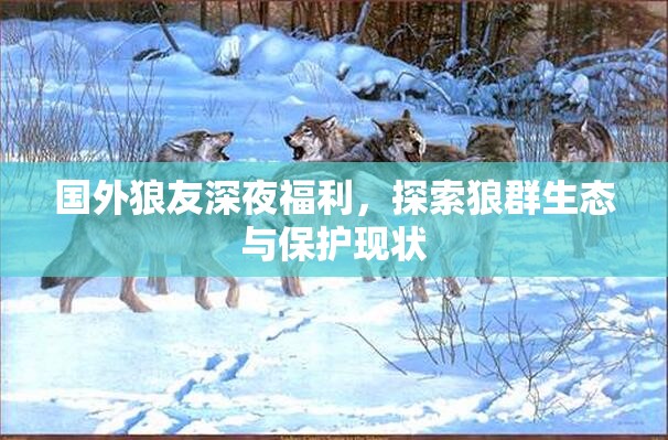 國(guó)外狼友深夜福利，探索狼群生態(tài)與保護(hù)現(xiàn)狀