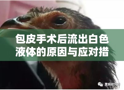 包皮手術(shù)后流出白色液體的原因與應(yīng)對措施