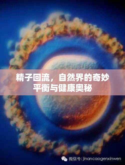 精子回流，自然界的奇妙平衡與健康奧秘