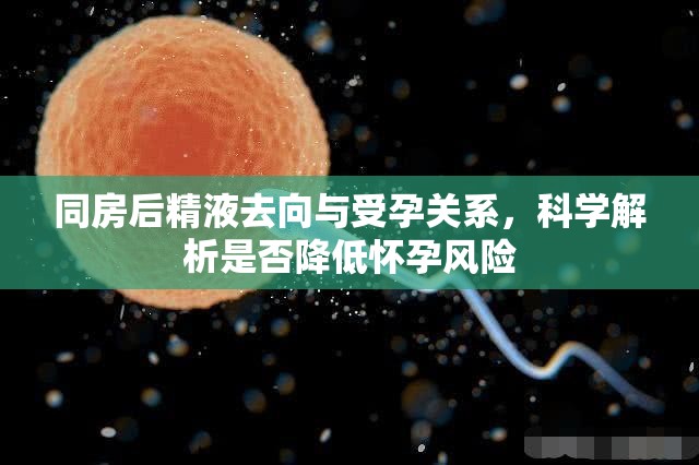 同房后精液去向與受孕關(guān)系，科學(xué)解析是否降低懷孕風(fēng)險(xiǎn)