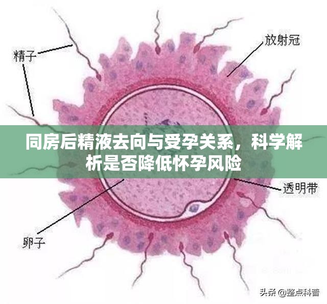 同房后精液去向與受孕關(guān)系，科學(xué)解析是否降低懷孕風(fēng)險(xiǎn)