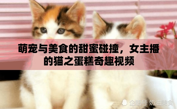 萌寵與美食的甜蜜碰撞，女主播的貓之蛋糕奇趣視頻