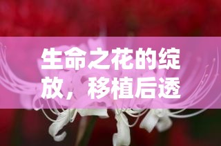 生命之花的綻放，移植后透明液體真相與關懷