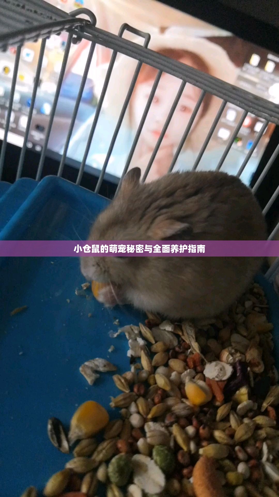 小倉(cāng)鼠的萌寵秘密與全面養(yǎng)護(hù)指南