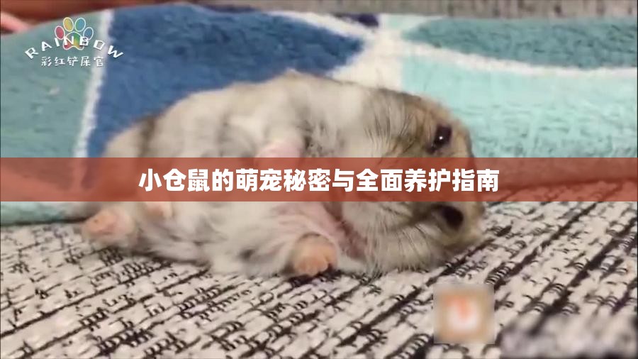 小倉(cāng)鼠的萌寵秘密與全面養(yǎng)護(hù)指南