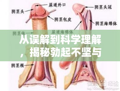 從誤解到科學(xué)理解，揭秘勃起不堅與異常液體流出的真相