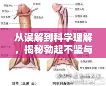 從誤解到科學(xué)理解，揭秘勃起不堅與異常液體流出的真相