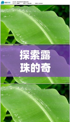 探索露珠的奇妙世界，視頻大全揭秘