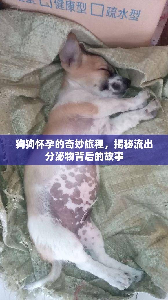 狗狗懷孕的奇妙旅程，揭秘流出分泌物背后的故事