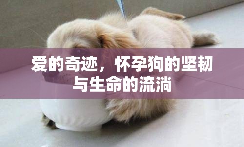 愛的奇跡，懷孕狗的堅(jiān)韌與生命的流淌
