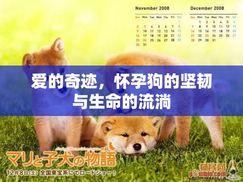愛的奇跡，懷孕狗的堅(jiān)韌與生命的流淌