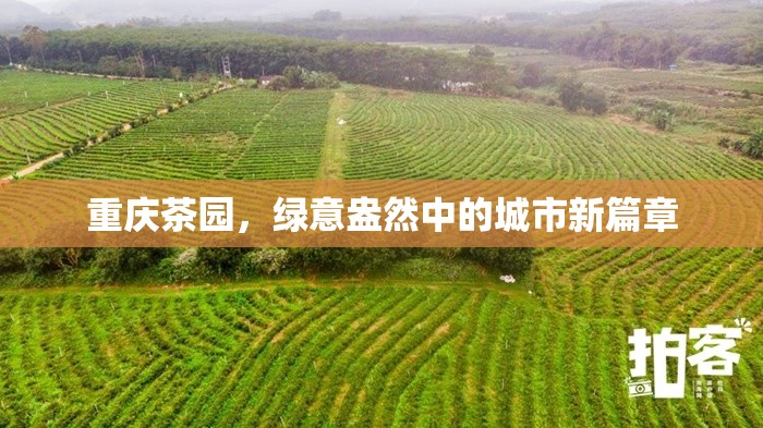 重慶茶園，綠意盎然中的城市新篇章