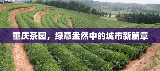 重慶茶園，綠意盎然中的城市新篇章