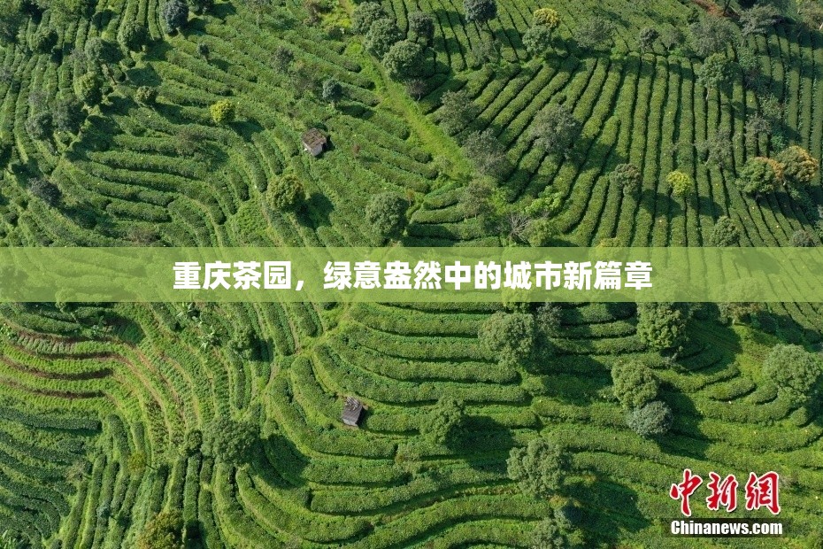 重慶茶園，綠意盎然中的城市新篇章