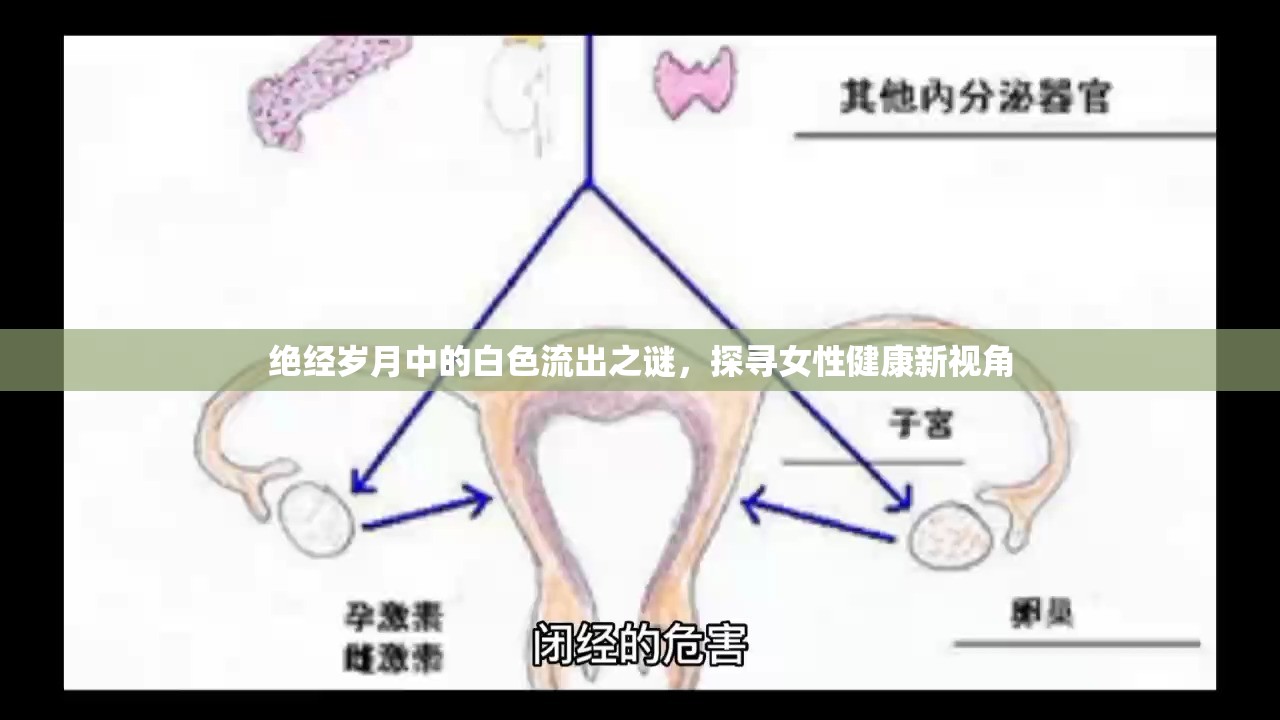 絕經(jīng)歲月中的白色流出之謎，探尋女性健康新視角