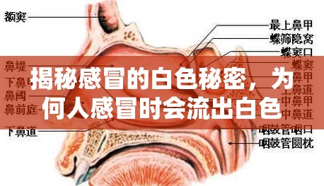 揭秘感冒的白色秘密，為何人感冒時(shí)會流出白色鼻屎？