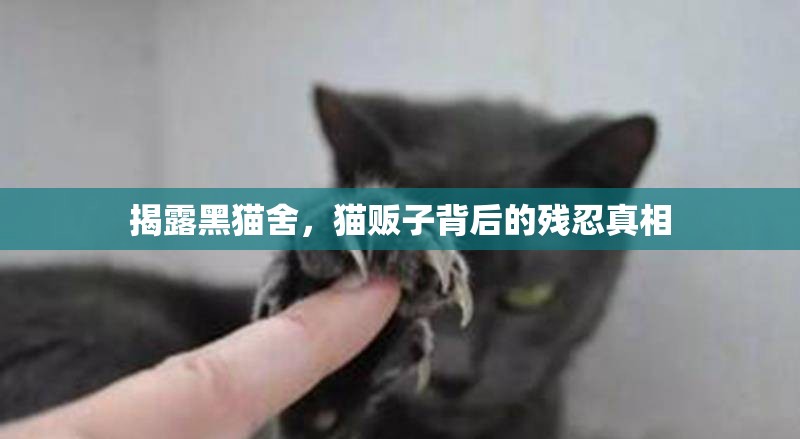 揭露黑貓舍，貓販子背后的殘忍真相