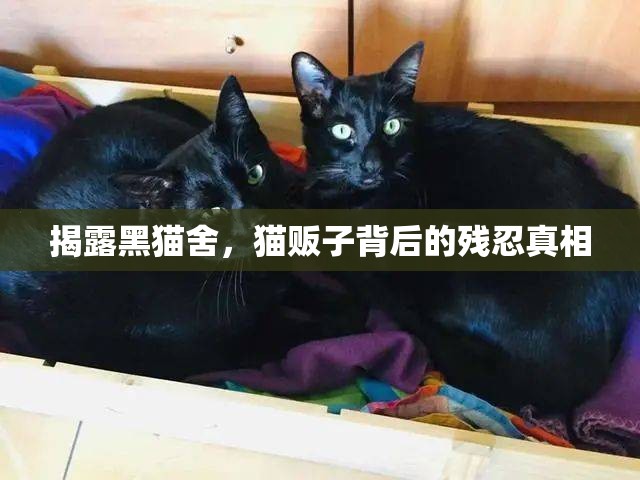 揭露黑貓舍，貓販子背后的殘忍真相