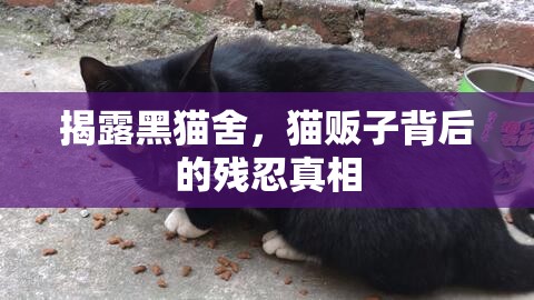 揭露黑貓舍，貓販子背后的殘忍真相