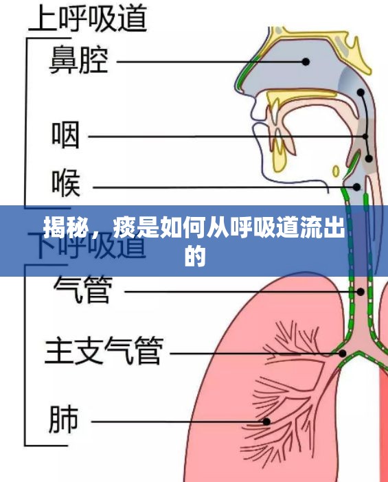 揭秘，痰是如何從呼吸道流出的