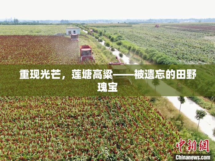 重現(xiàn)光芒，蓮塘高粱——被遺忘的田野瑰寶
