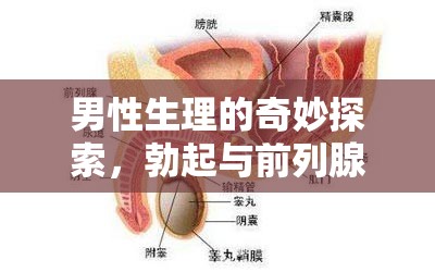 男性生理的奇妙探索，勃起與前列腺液的奧秘之旅