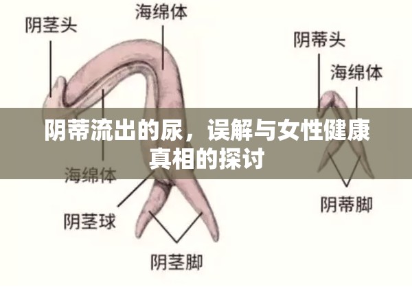 陰蒂流出的尿，誤解與女性健康真相的探討