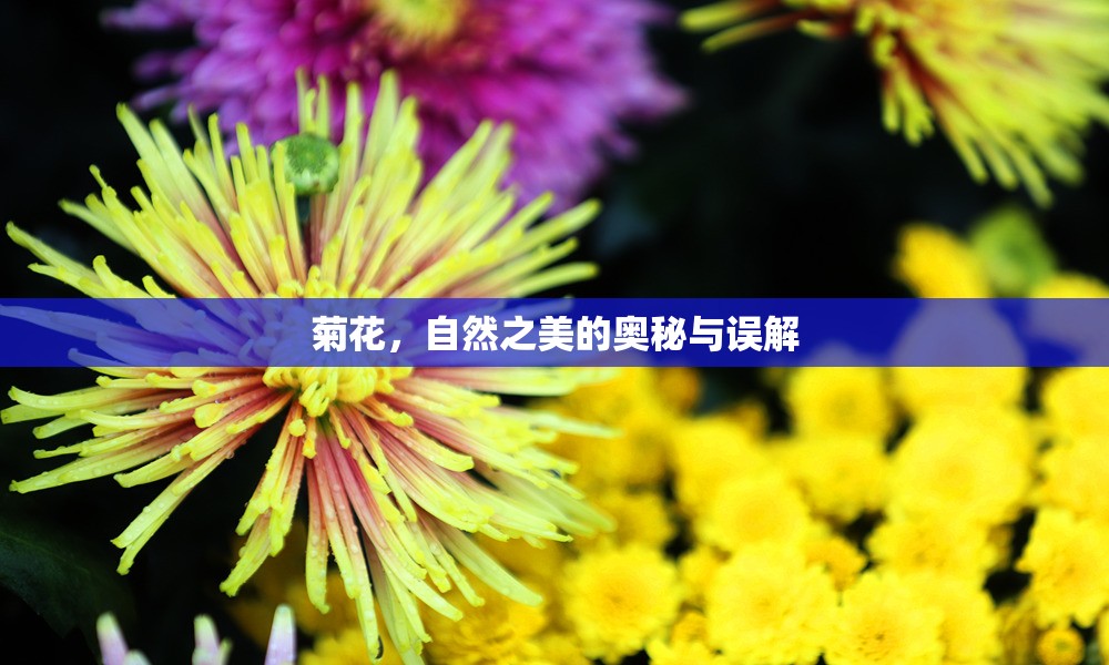 菊花，自然之美的奧秘與誤解