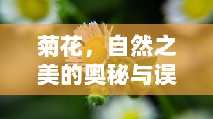 菊花，自然之美的奧秘與誤解