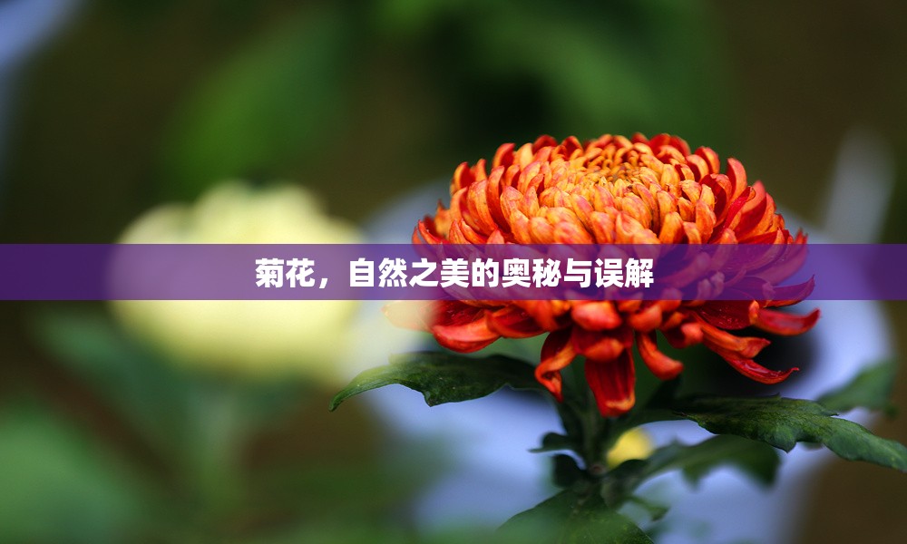 菊花，自然之美的奧秘與誤解
