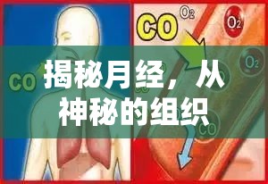 揭秘月經(jīng)，從神秘的組織流出現(xiàn)象談起