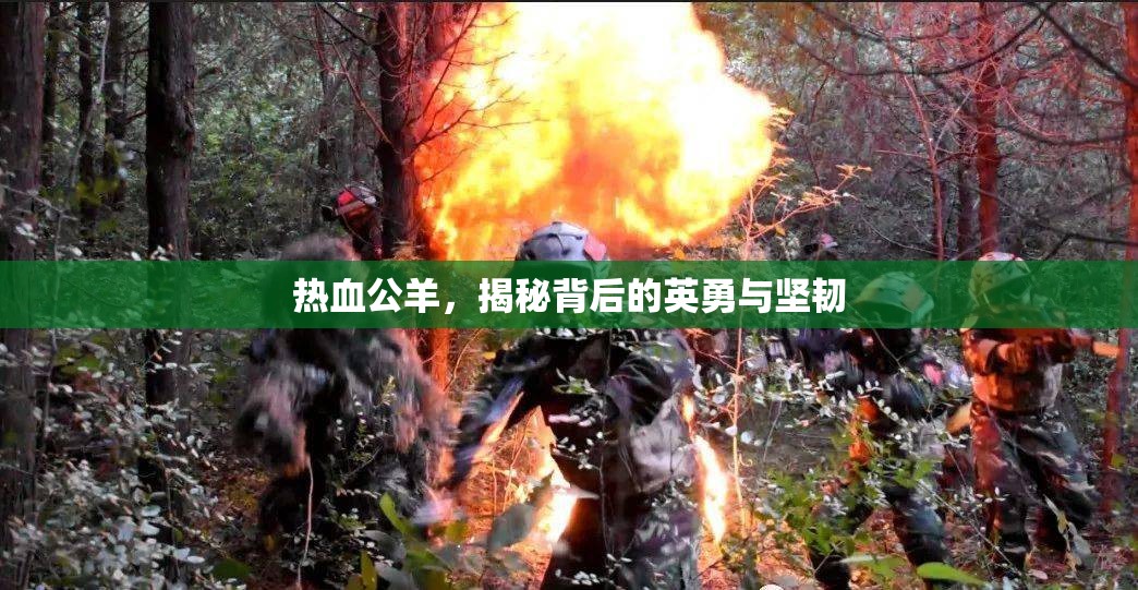 熱血公羊，揭秘背后的英勇與堅韌