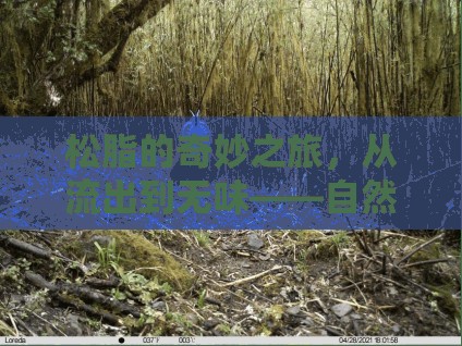 松脂的奇妙之旅，從流出到無味——自然界的耐心等待